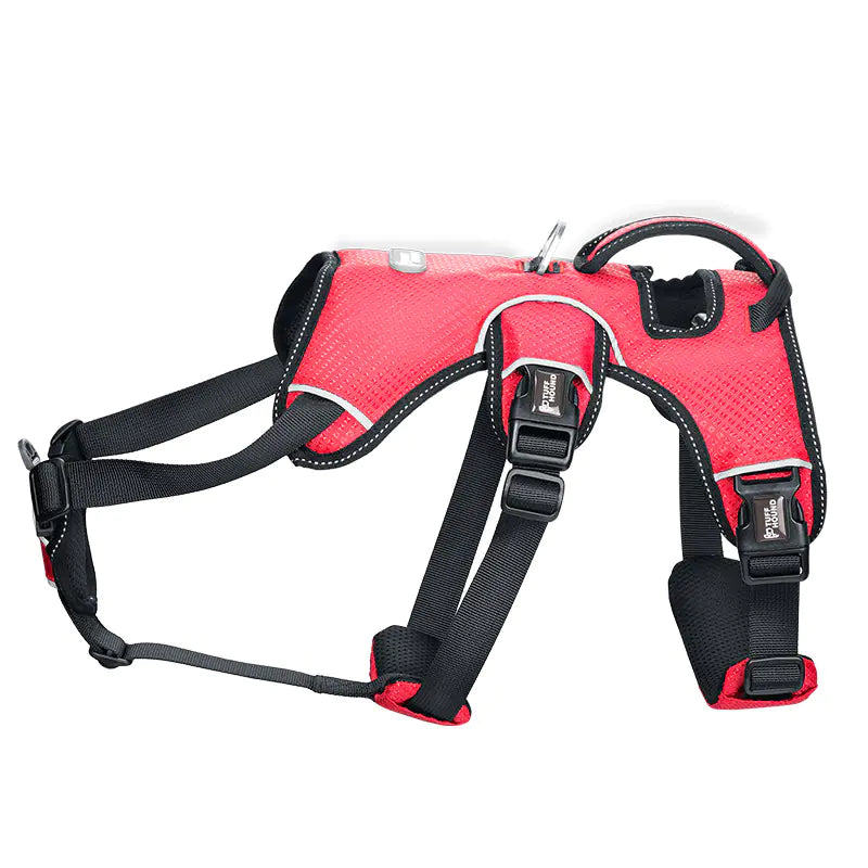 Harness