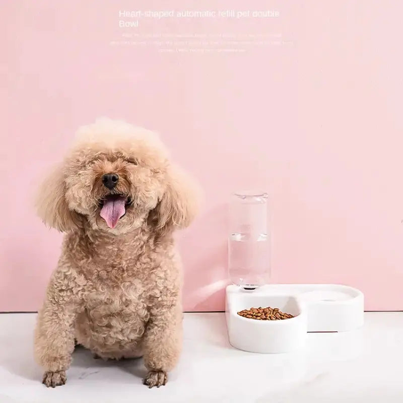 Automatic Water Fountain and Food Bowl