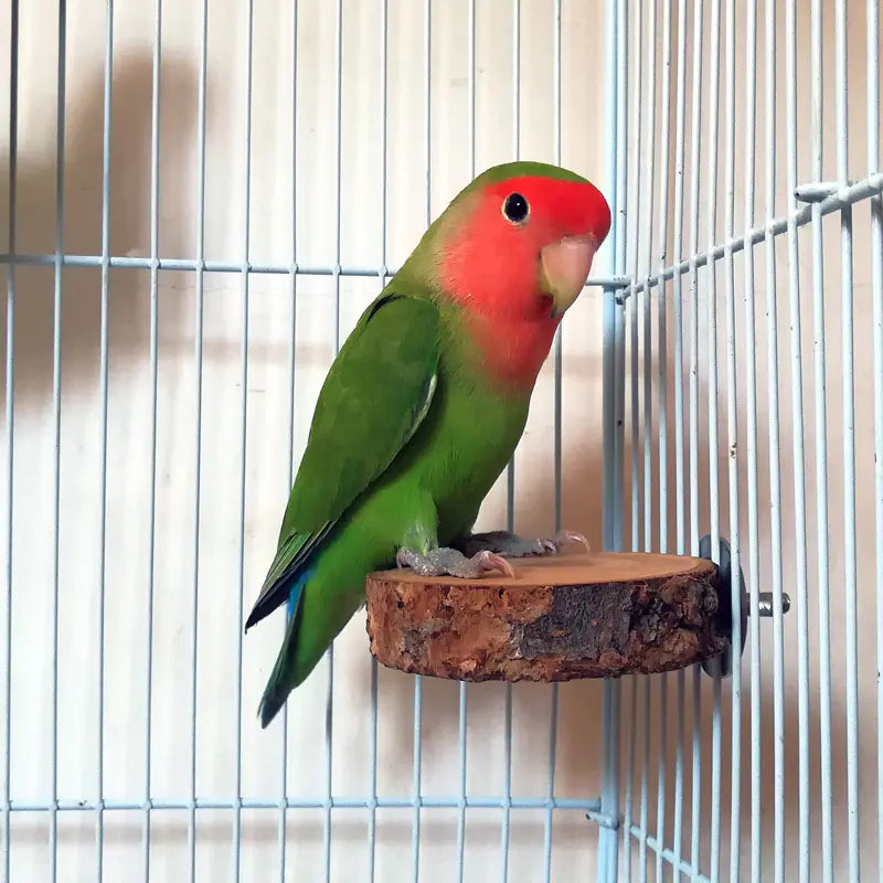 Applewood Parrot Stand and Swing Toy