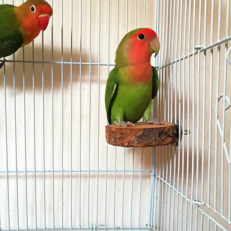 Applewood Parrot Stand and Swing Toy