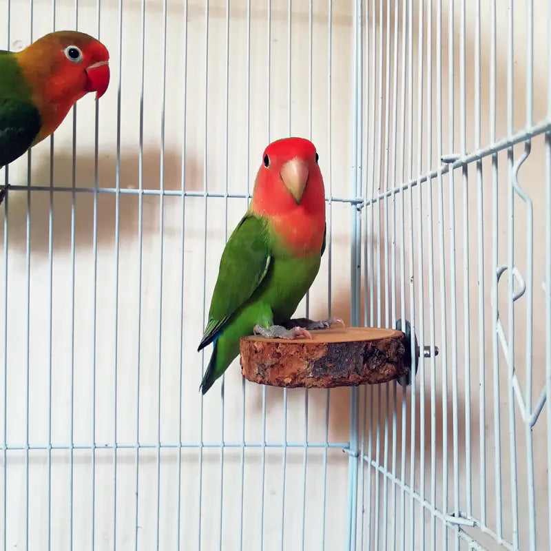 Applewood Parrot Stand and Swing Toy