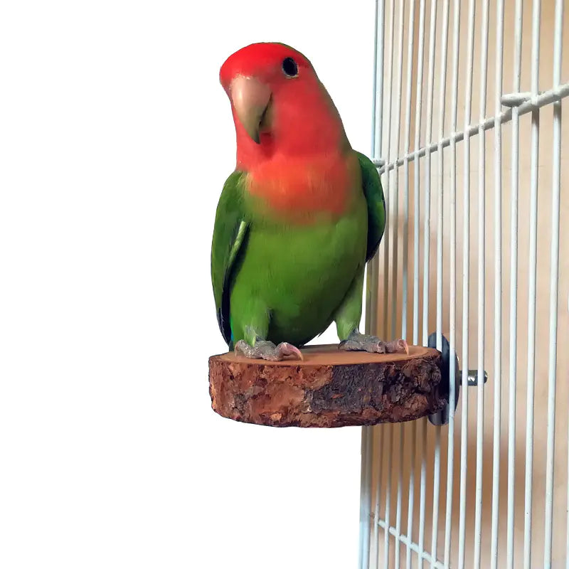 Applewood Parrot Stand and Swing Toy